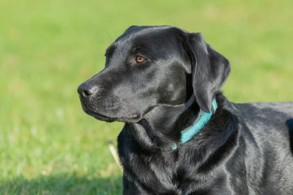 Nahaufnahme Porträt Eines Niedlichen Schwarzen Labradors — Stockfoto