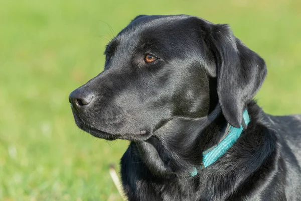 Närbild Porträtt Söt Svart Labrador — Stockfoto