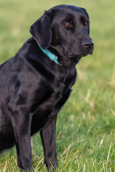 Közel Portré Egy Aranyos Fekete Labrador Füvön — Stock Fotó