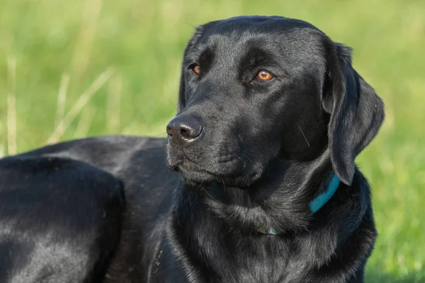 Nahaufnahme Porträt Eines Niedlichen Schwarzen Labradors Der Auf Dem Gras — Stockfoto