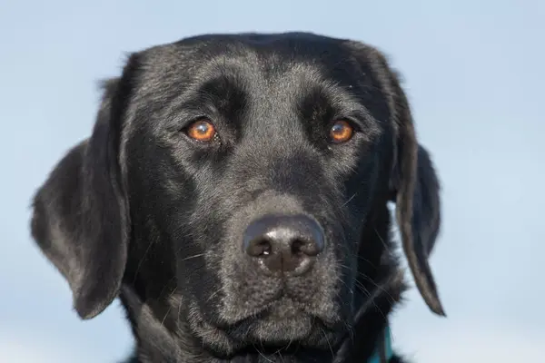 Prise Vue Tête Labrador Noir Mignon Regardant Caméra — Photo