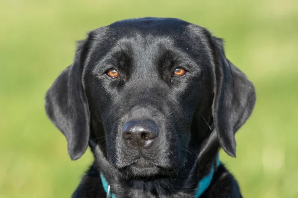Fejkép Egy Cuki Fekete Labradorról Ahogy Kamerába Néz — Stock Fotó