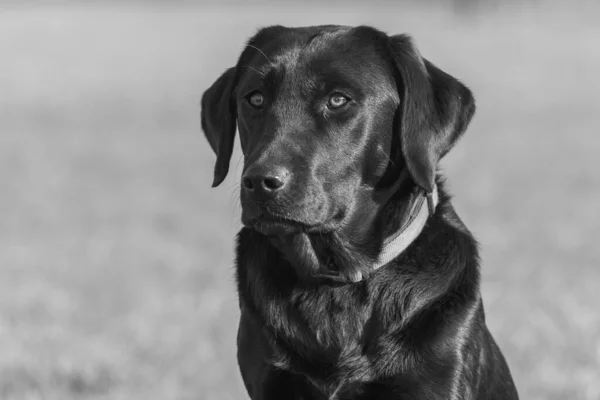 Közel Portré Egy Aranyos Fekete Labrador — Stock Fotó