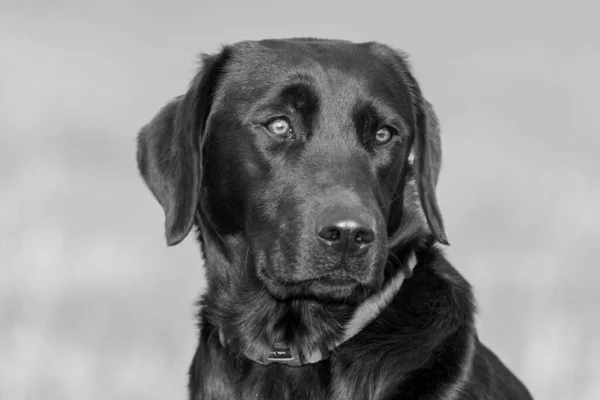 Közelkép Egy Aranyos Fekete Labradorról — Stock Fotó