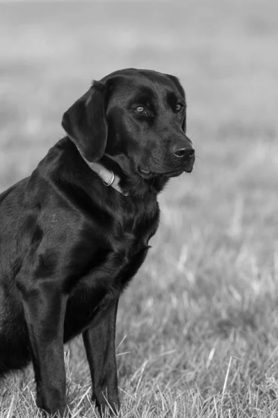 Közel Portré Egy Aranyos Fekete Labrador Füvön — Stock Fotó