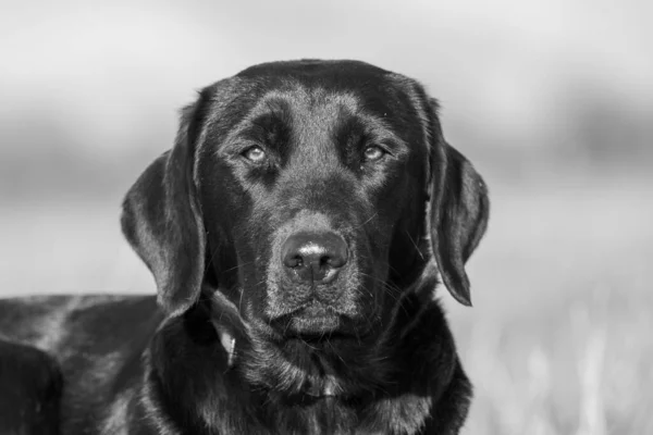 Közelkép Portré Egy Aranyos Fekete Labrador Nézi Kamerát — Stock Fotó