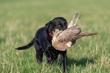 Siyah bir Labrador 'un portresi. Bir tavuk sülünü geri getiriyor.