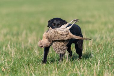 Siyah bir Labrador 'un portresi. Bir tavuk sülünü geri getiriyor.