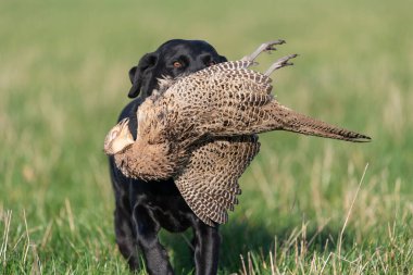 Siyah bir Labrador 'un portresi. Bir tavuk sülünü geri getiriyor.