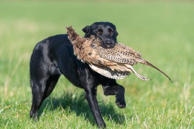 Siyah bir Labrador 'un portresi. Bir tavuk sülünü geri getiriyor.