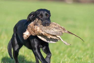 Siyah bir Labrador 'un portresi. Bir tavuk sülünü geri getiriyor.