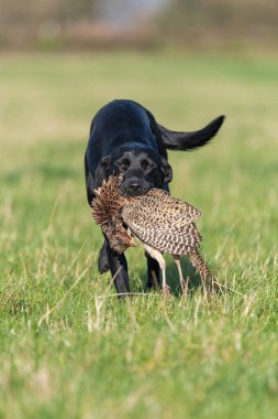 Siyah bir Labrador 'un portresi. Bir tavuk sülünü geri getiriyor.