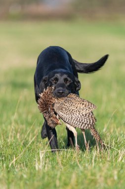 Siyah bir Labrador 'un portresi. Bir tavuk sülünü geri getiriyor.