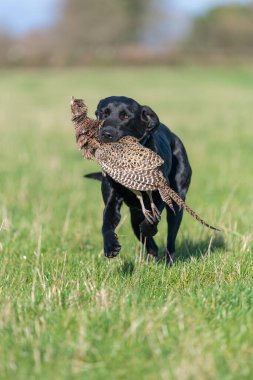 Siyah bir Labrador 'un portresi. Bir tavuk sülünü geri getiriyor.