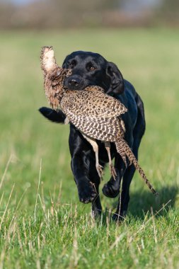 Siyah bir Labrador 'un portresi. Bir tavuk sülünü geri getiriyor.