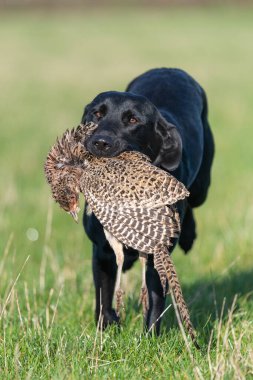 Siyah bir Labrador 'un portresi. Bir tavuk sülünü geri getiriyor.