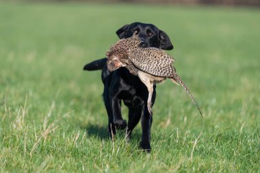Siyah bir Labrador 'un portresi. Bir tavuk sülünü geri getiriyor.