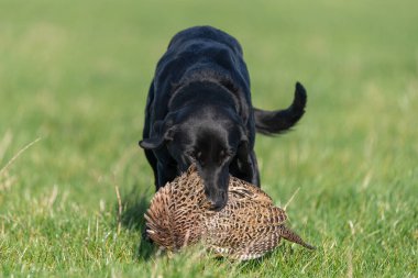 Siyah bir Labrador 'un portresi. Bir tavuk sülünü geri getiriyor.