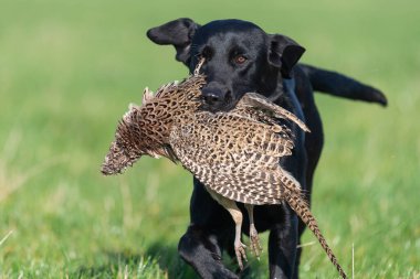 Siyah bir Labrador 'un portresi. Bir tavuk sülünü geri getiriyor.