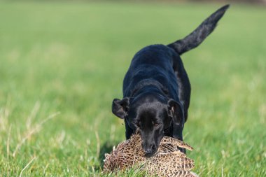 Siyah bir Labrador 'un portresi. Bir tavuk sülünü geri getiriyor.