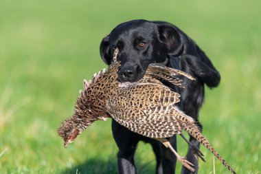 Siyah bir Labrador 'un portresi. Bir tavuk sülünü geri getiriyor.