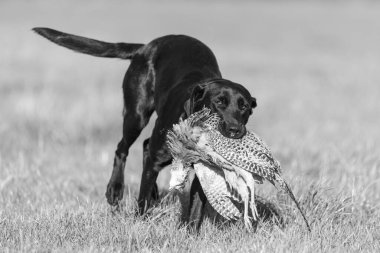 Siyah bir Labrador 'un portresi. Bir tavuk sülünü geri getiriyor.