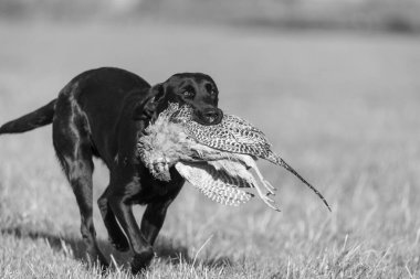Siyah bir Labrador 'un portresi. Bir tavuk sülünü geri getiriyor.