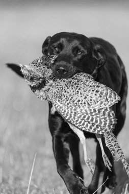 Siyah bir Labrador 'un portresi. Bir tavuk sülünü geri getiriyor.