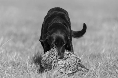 Siyah bir Labrador 'un portresi. Bir tavuk sülünü geri getiriyor.