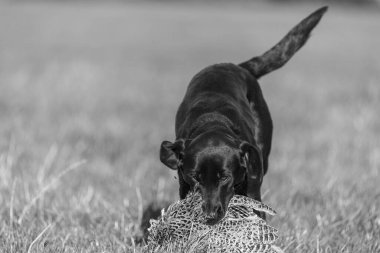 Siyah bir Labrador 'un portresi. Bir tavuk sülünü geri getiriyor.