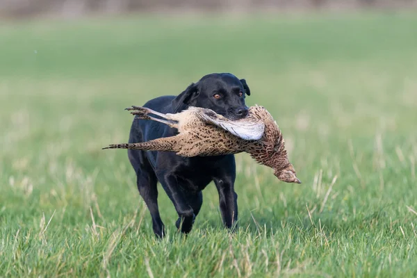 Portrait of a black Labrador retrieving a hen pheasant