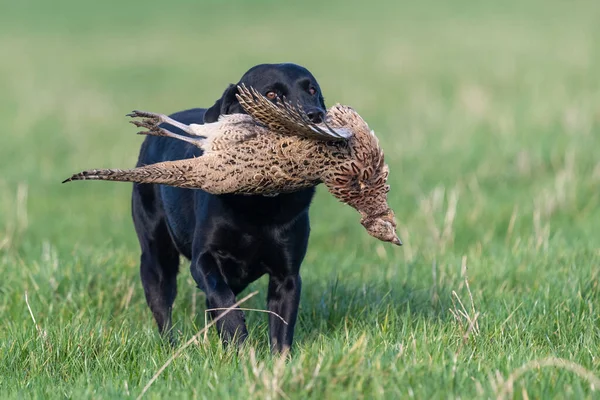 Portrait of a black Labrador retrieving a hen pheasant