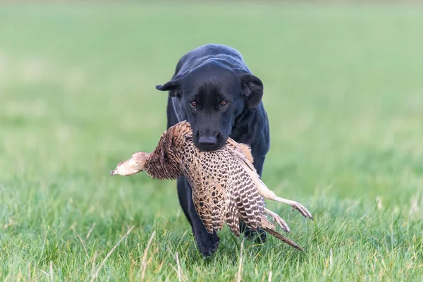 Portrait of a black Labrador retrieving a hen pheasant