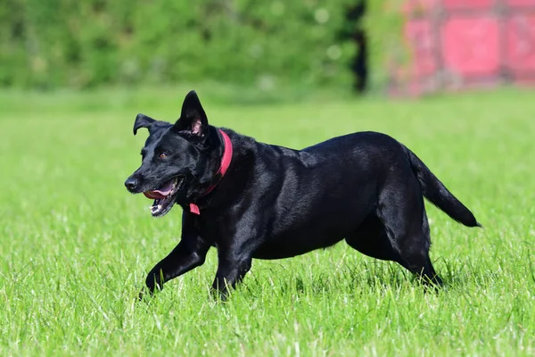 Action Shot Van Een Jonge Zwarte Labrador Rennend Door Een — Stockfoto