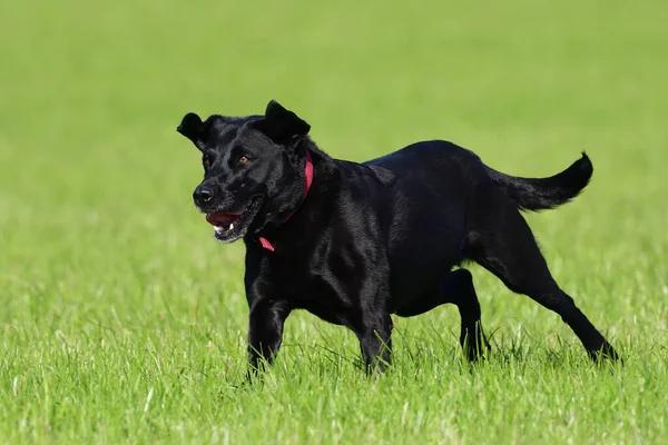 Primo Piano Giovane Labrador Nero Che Corre Attraverso Campo — Foto Stock