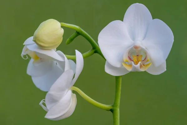 Beyaz Güve Çiçeklerinin Açılışını Kapat — Stok fotoğraf