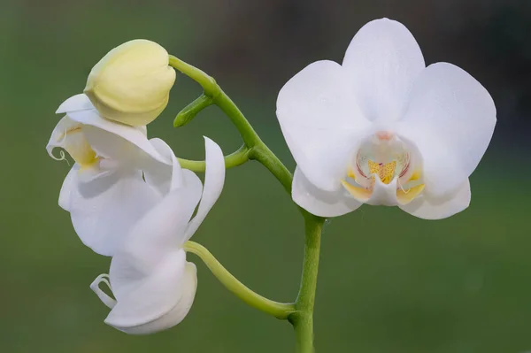 Közelről Fehér Lepke Orchidea Virágok Virágzik — Stock Fotó