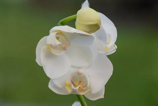 Közelről Fehér Lepke Orchidea Virágok Virágzik — Stock Fotó