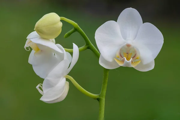 Közelről Fehér Lepke Orchidea Virágok Virágzik — Stock Fotó