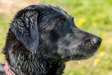 Islak, siyah bir Labrador 'un kafasından.