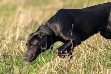 Tarlada yürüyen şirin siyah bir Labrador köpeğinin portresi