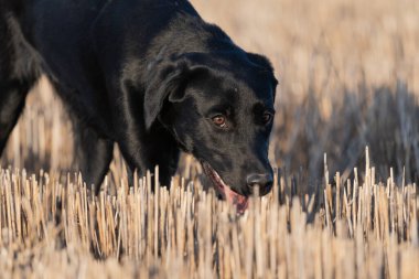 Mısır tarlasında şirin, siyah bir Labrador yavrusuna yaklaş.