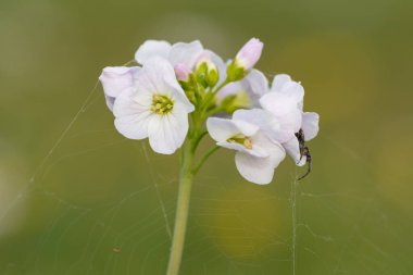 Çiçek açmış bir guguk kuşu (cardamine pratensis) üzerindeki örümcek ağını kapat