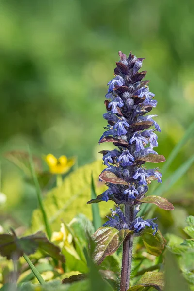 Detailní Záběr Rozkvetlého Trumpety Ajuga Reptans — Stock fotografie