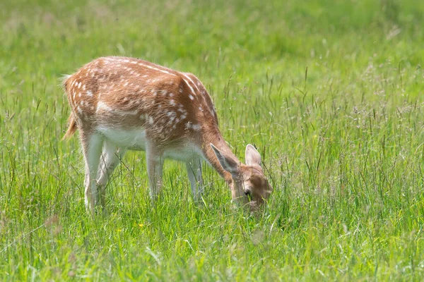 Gros Plan Une Femelle Jachère Dama Dama Broutant Dans Une — Photo