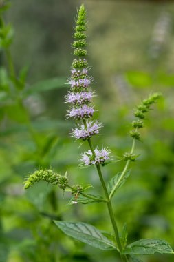 Çiçekler açtığında ortak nane (mentha spicata) çiçeklerini kapat