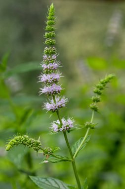 Çiçekler açtığında ortak nane (mentha spicata) çiçeklerini kapat