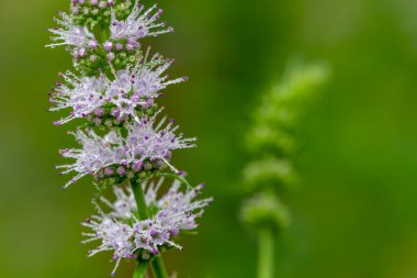 Çiçekler açtığında ortak nane (mentha spicata) çiçeklerini kapat