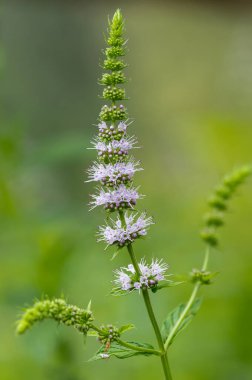 Çiçekler açtığında ortak nane (mentha spicata) çiçeklerini kapat