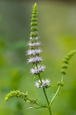 Close up of common mint (mentha spicata) flowers in bloom clipart